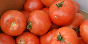 Red tomatoes