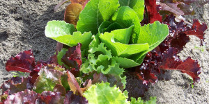 Red and green lettuce growing in soil.