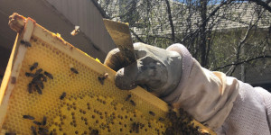 Hand holding frame of bees