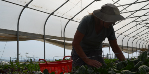 Person gardening inside a high tunnel