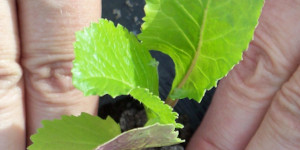 Hand planting young seedling