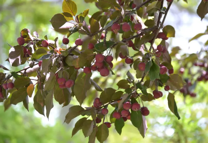 Crabapples on a tree branch