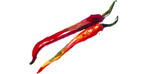 Watercolor of red chilies