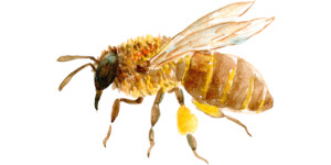 Watercolor of honeybee