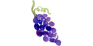 Watercolor of purple grapes