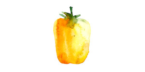 Watercolor of yellow pepper