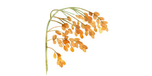 Watercolor of grain