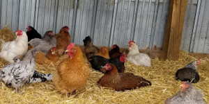 Chickens resting on straw