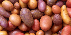 Red, white and purple potatoes