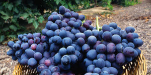 Purple grapes