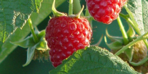 Raspberries growing on plants