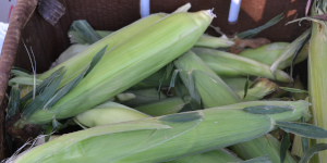 Ears of corn