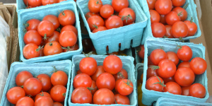 Pint containers of cherry tomatoes