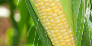 Ear of corn
