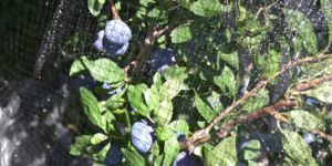 Blueberries growing on bushes covered with nets