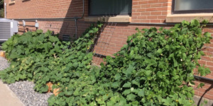 Green plants growing outside red brick building
