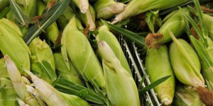 Fresh cobs of corn