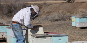 Man working with bee hives