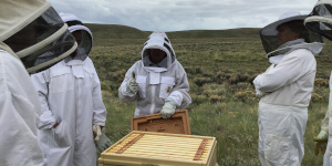 Beekeepers around a hive