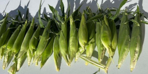 Ears of corn