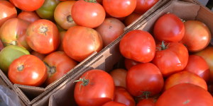 Tomatoes in a cardboard box