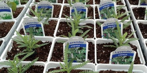 Plant seedlings
