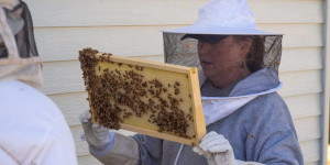 Beekeepers looking at bees
