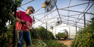 People working in a greenhouse