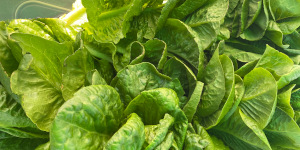Lettuce