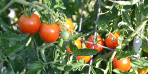 Cherry tomatoes on the vine