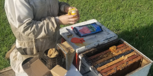 Person working with bee hives