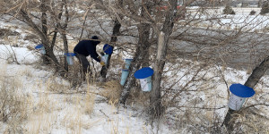 Person collecting tree sap