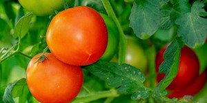 Tomatoes growing on a vine