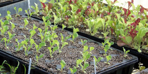Seedling starts in trays