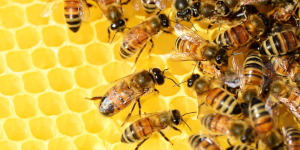 Bees on a honeycomb