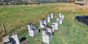 Bee hives in a field