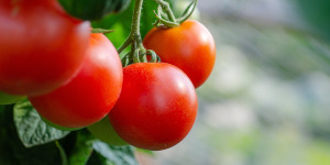 Tomatoes on the vine