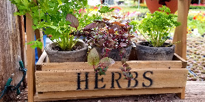 Basket of herbs and vegetables