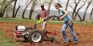Woman using a rototiller in a field with man watching