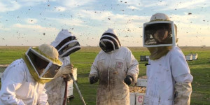 Beekeepers at work