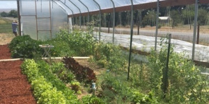 Produce growing in a greenhouse.