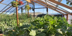 Plants growing in a greenhouse