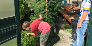 Student smelling mint leaves