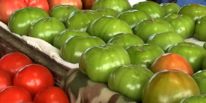 Green and red tomatoes