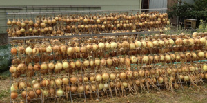 Racks of onions