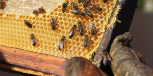 Bees working in a hive