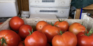 Tomatoes in a box
