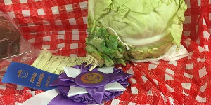 Cabbage and ribbons