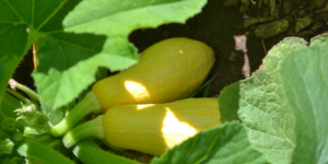 Yellow squash