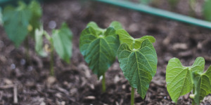 Bean seedlings